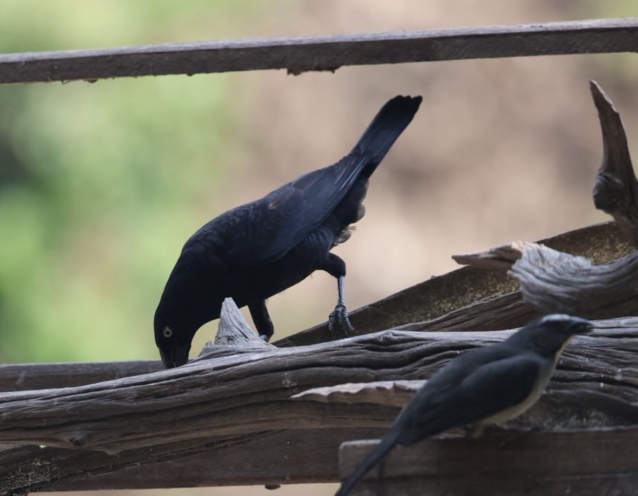 Giant Cowbird - ML643098913
