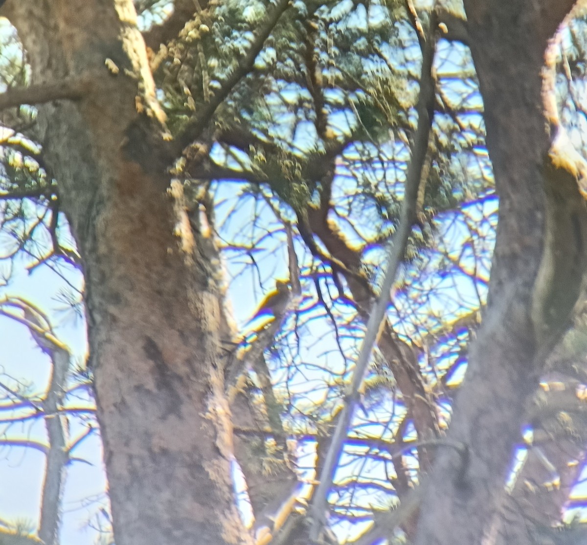 Eurasian Wryneck - ML643098917