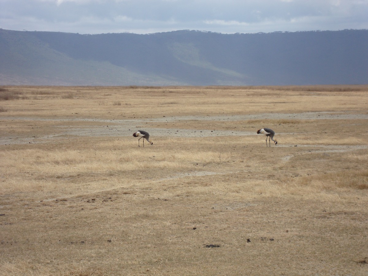 Gray Crowned-Crane - ML643098923