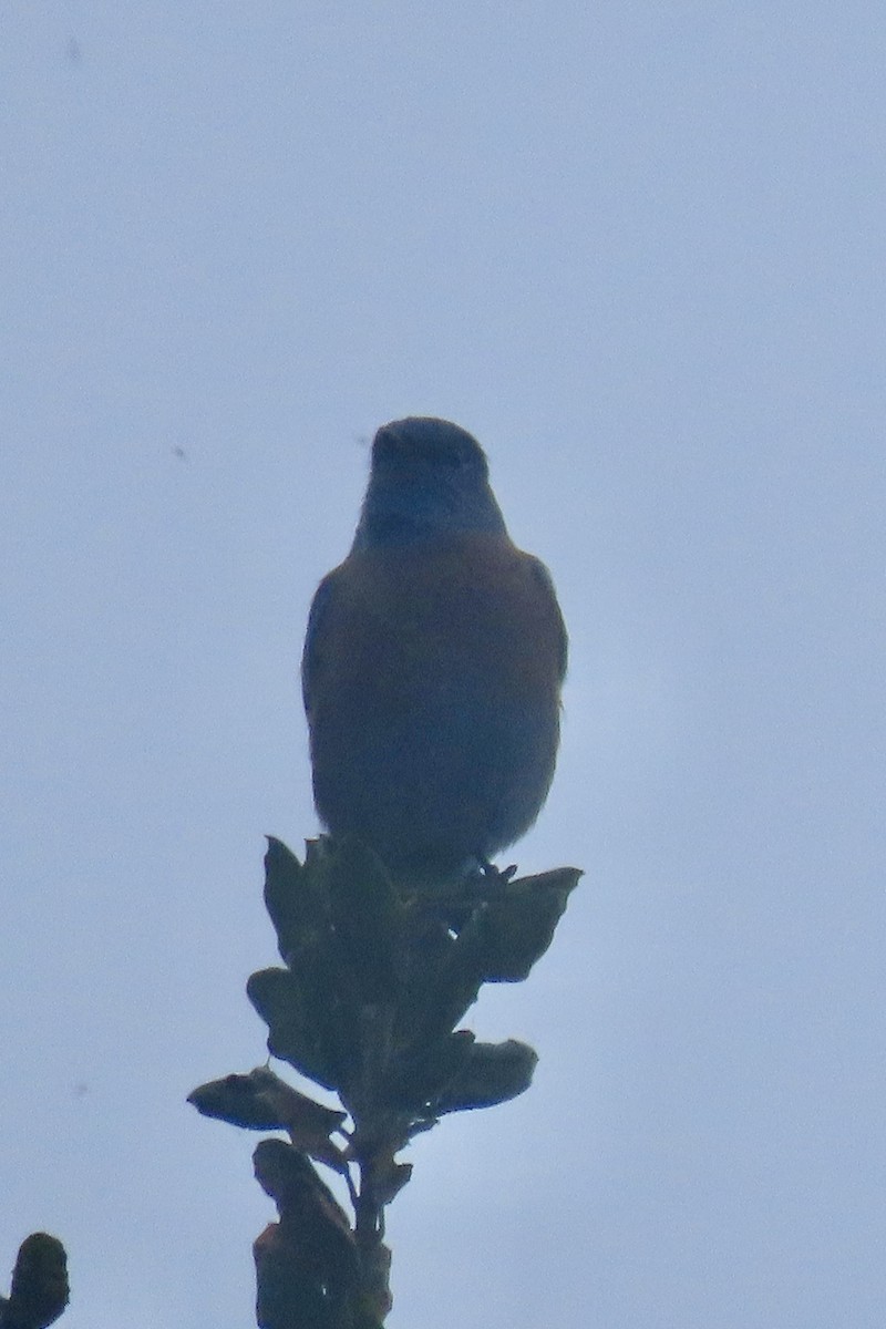 Western Bluebird - ML643098945
