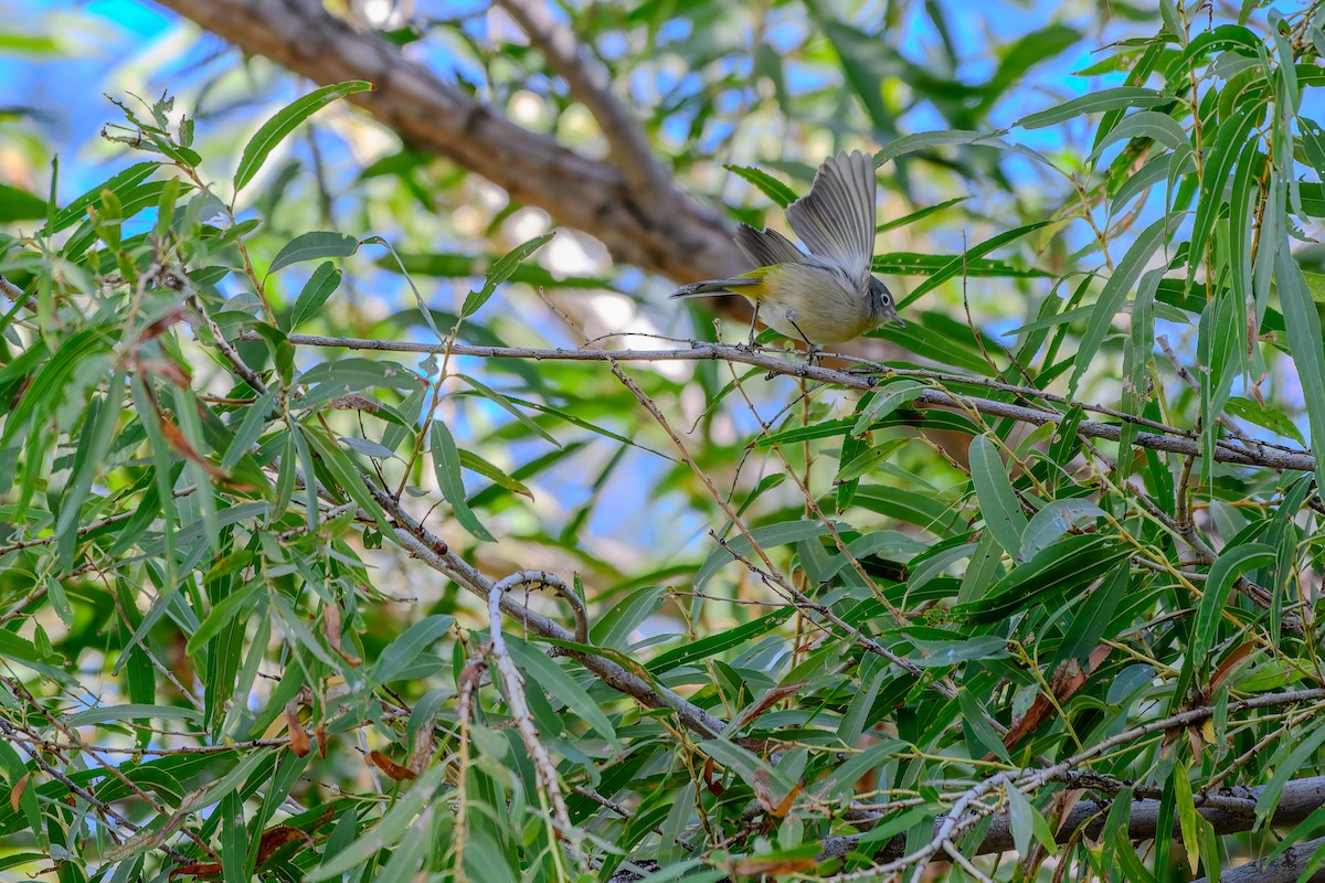 pinjeparula - ML643098953