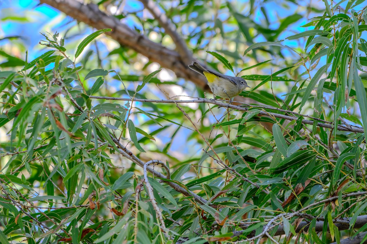 pinjeparula - ML643098954