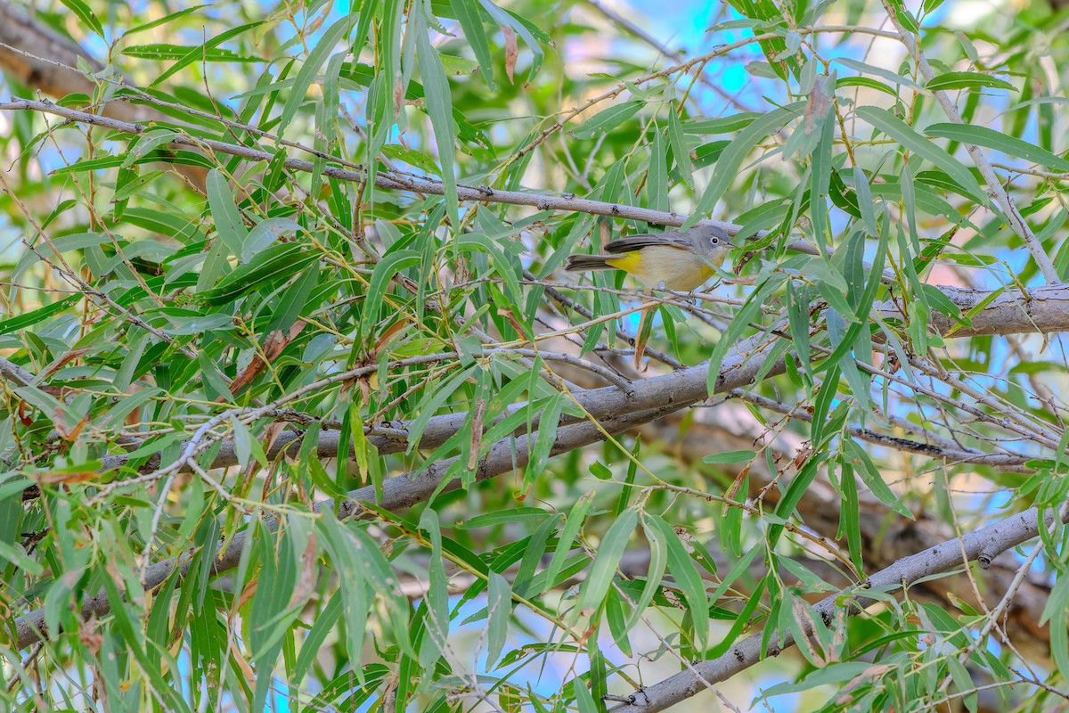 pinjeparula - ML643098955