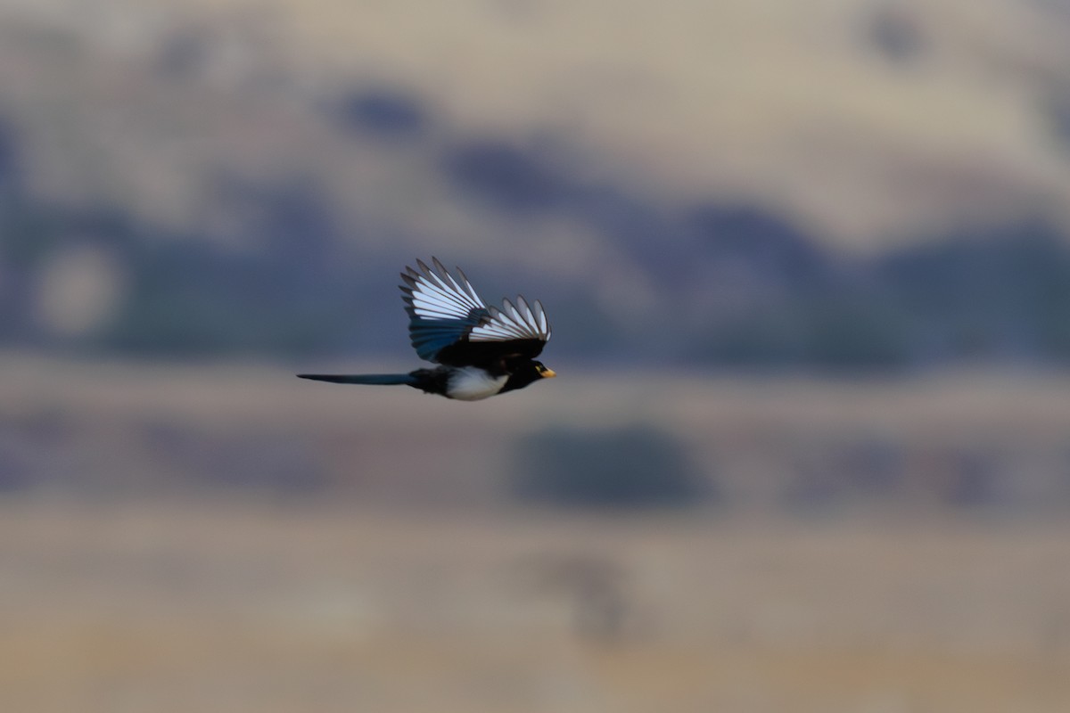 Yellow-billed Magpie - ML643098962