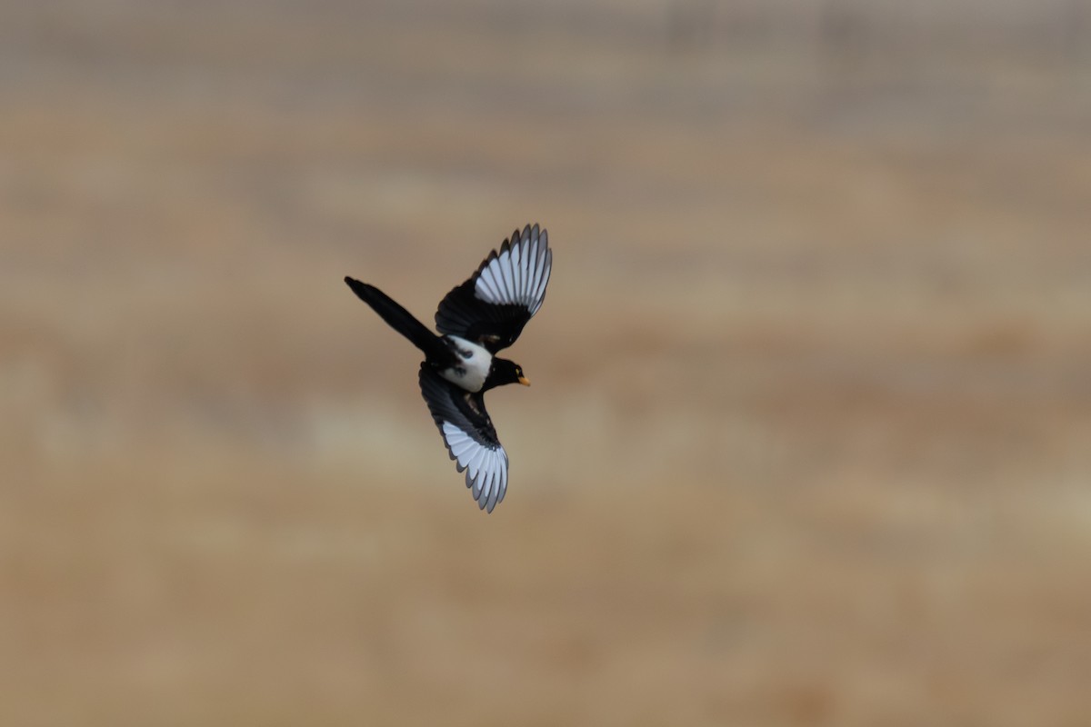 Yellow-billed Magpie - ML643098963