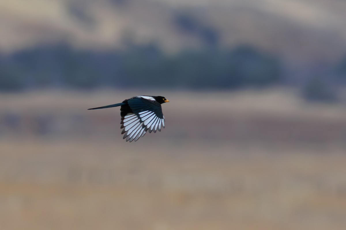Yellow-billed Magpie - ML643098964