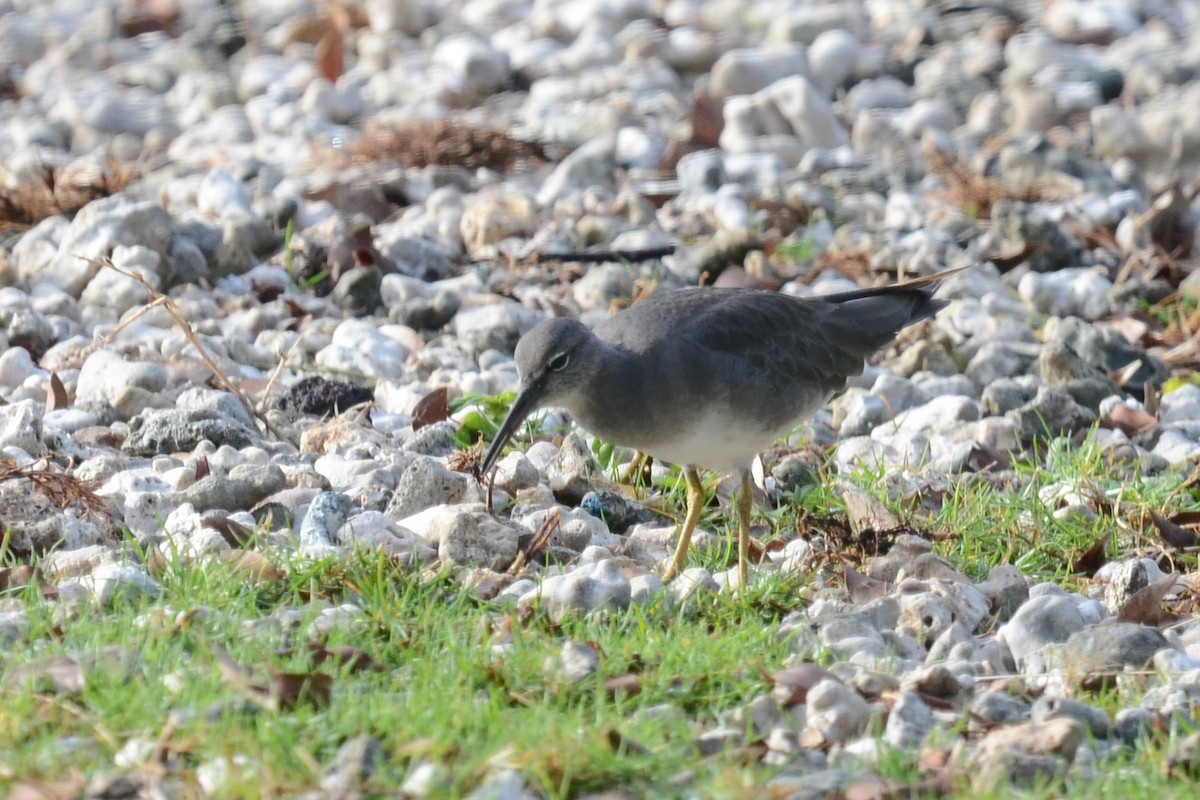 Wandering Tattler - ML643098967