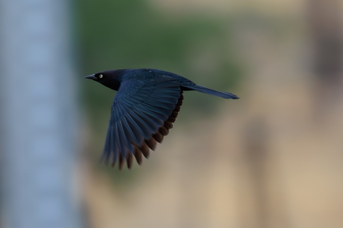 Brewer's Blackbird - ML643098969