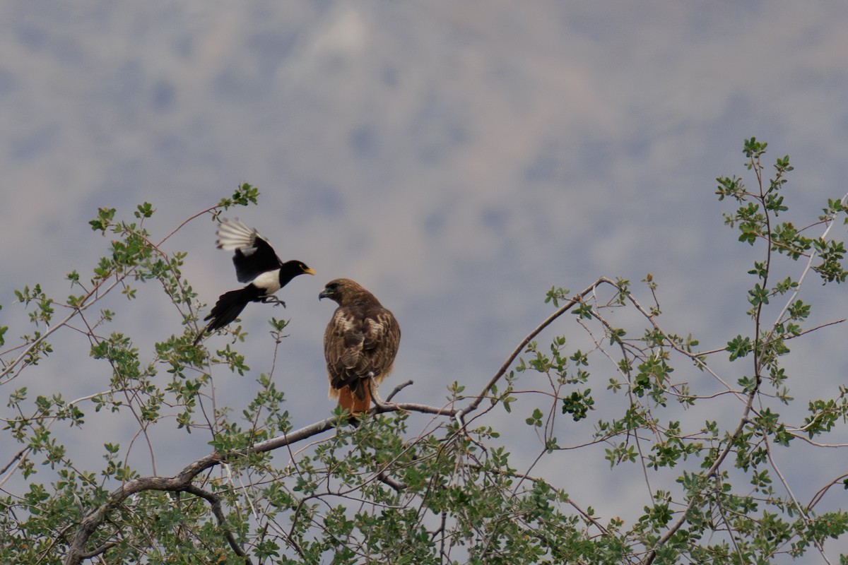 Yellow-billed Magpie - ML643098979