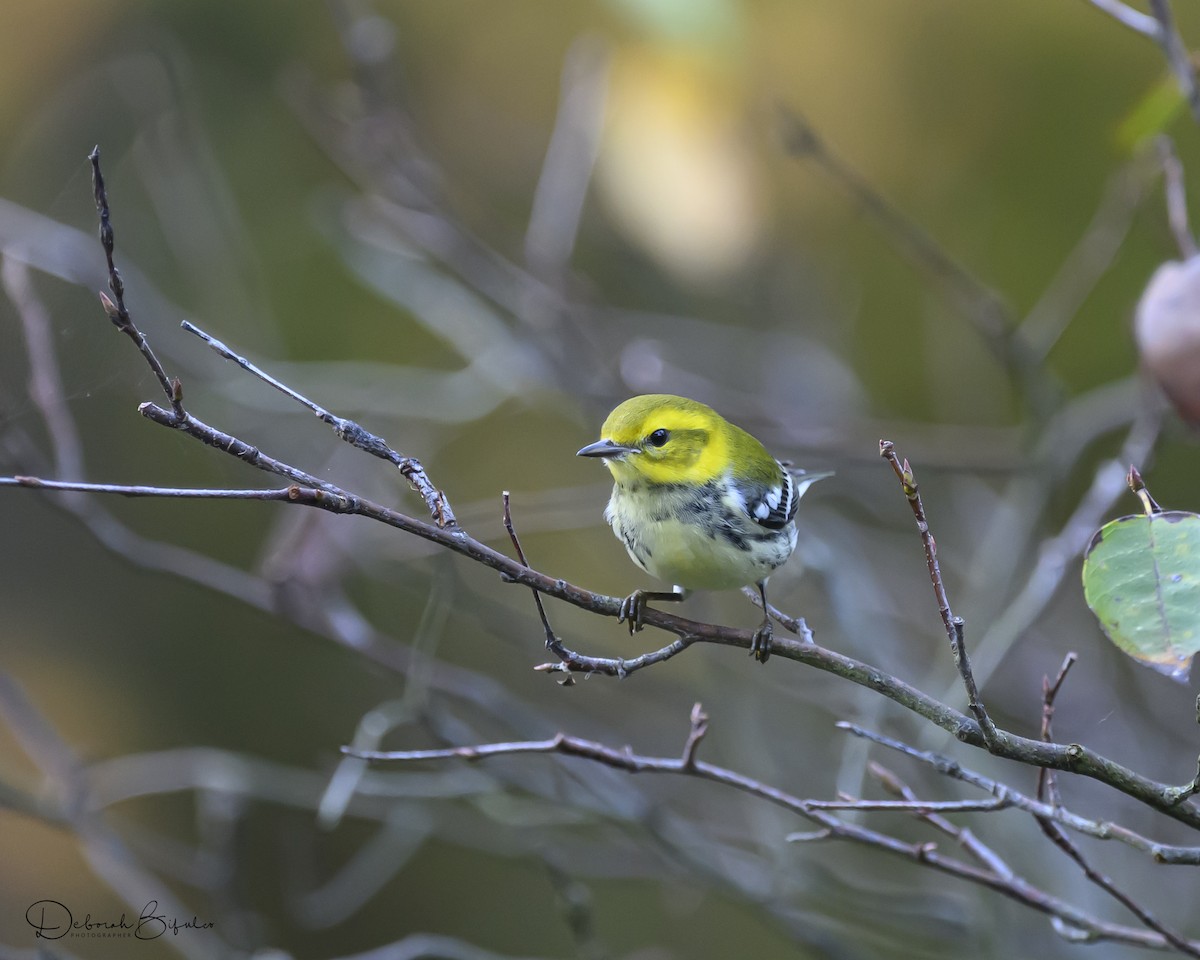 Black-throated Green Warbler - ML643098995