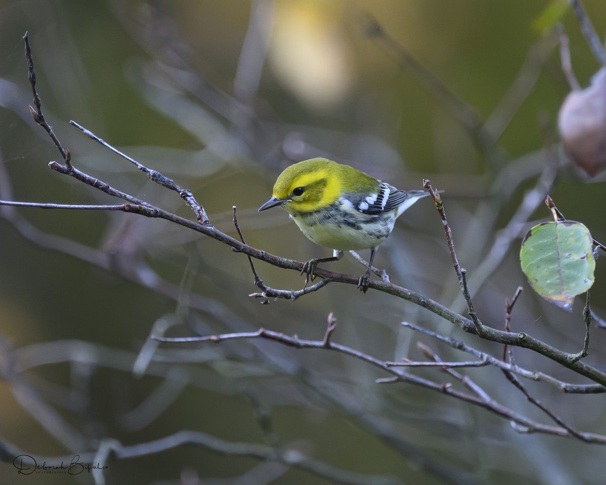 Black-throated Green Warbler - ML643098996