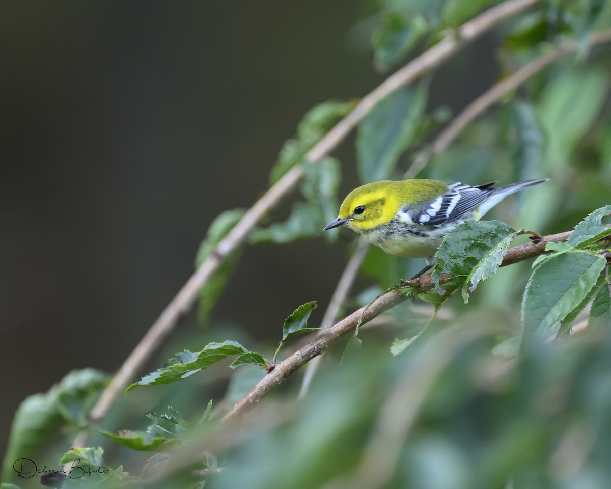 Black-throated Green Warbler - ML643098997