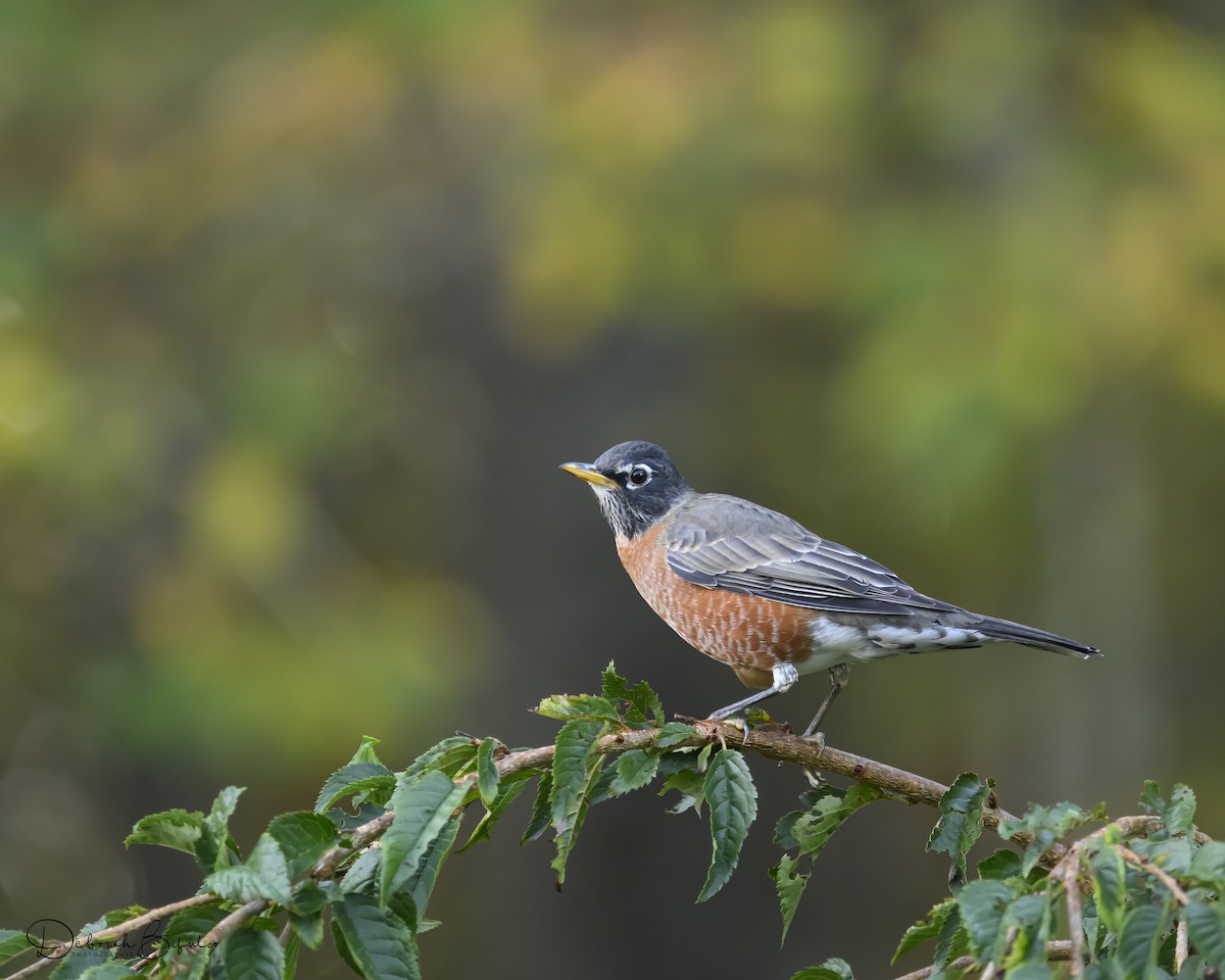American Robin - ML643099044