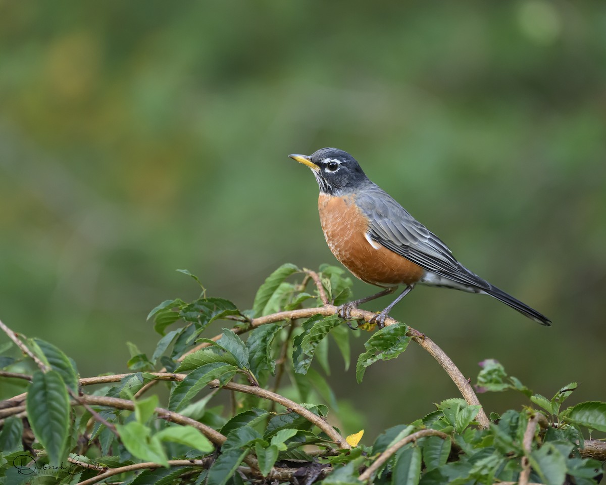 American Robin - ML643099046