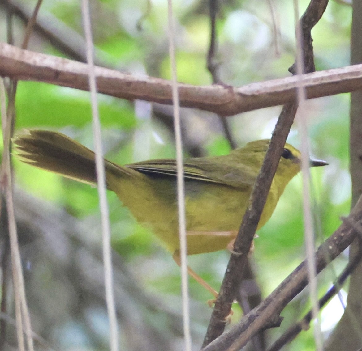 Flavescent Warbler - ML643099054