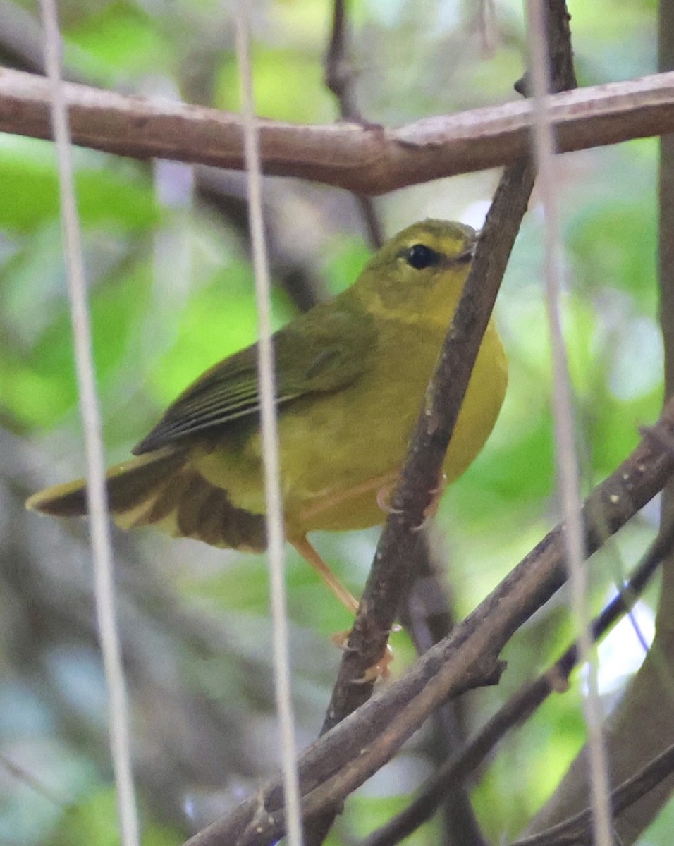 Flavescent Warbler - ML643099055