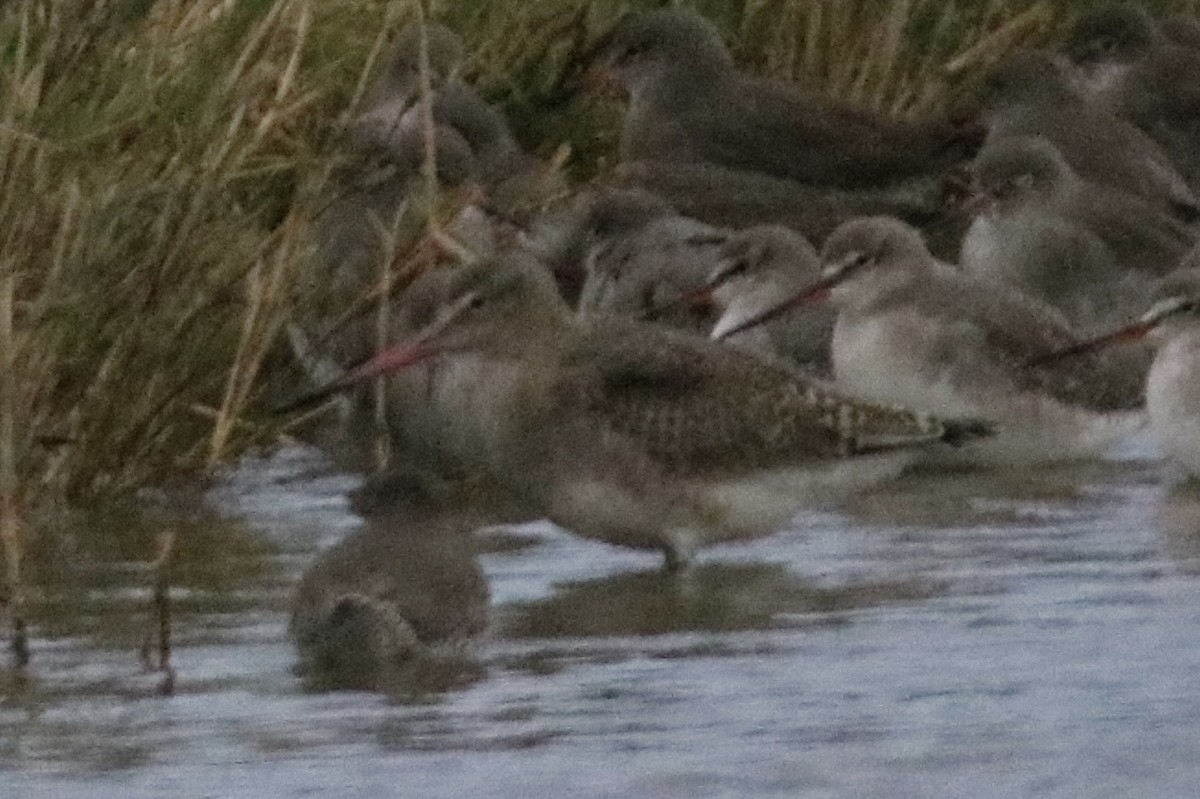 黑尾鷸 - ML643099080