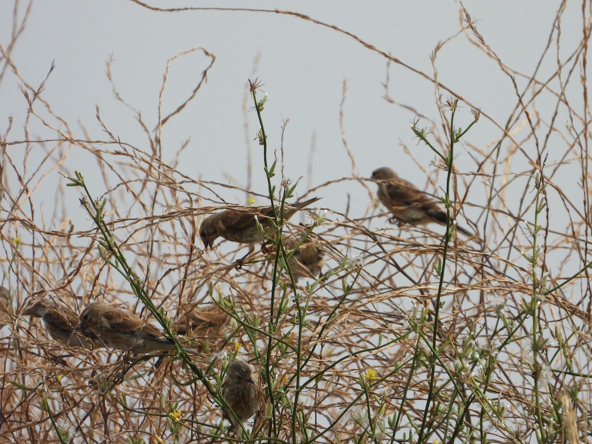 Eurasian Linnet - ML643099090