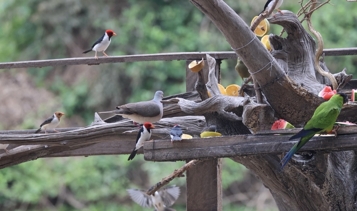 Red-crested Cardinal - ML643099095