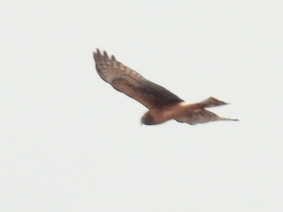 Hudsonweihe - ML643099108