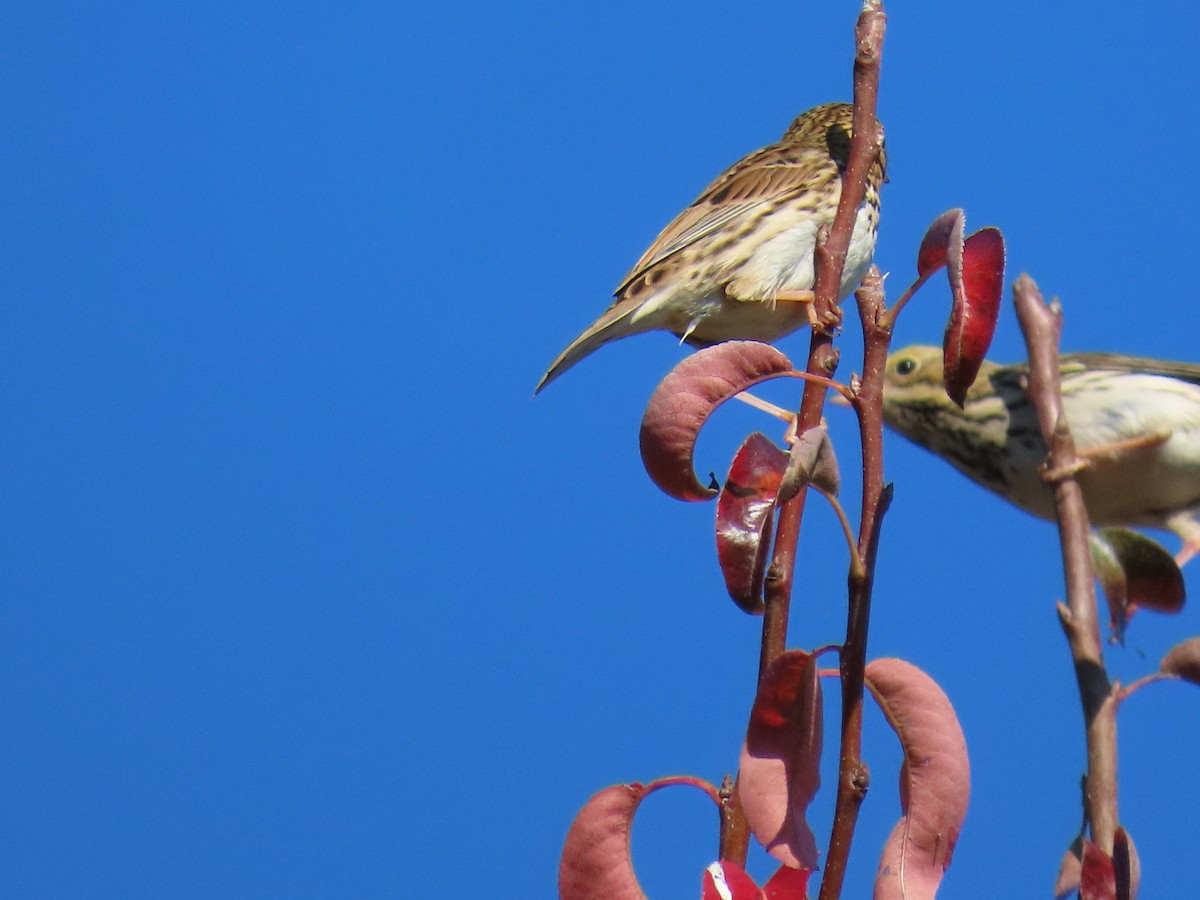 Savannah Sparrow - ML643099114
