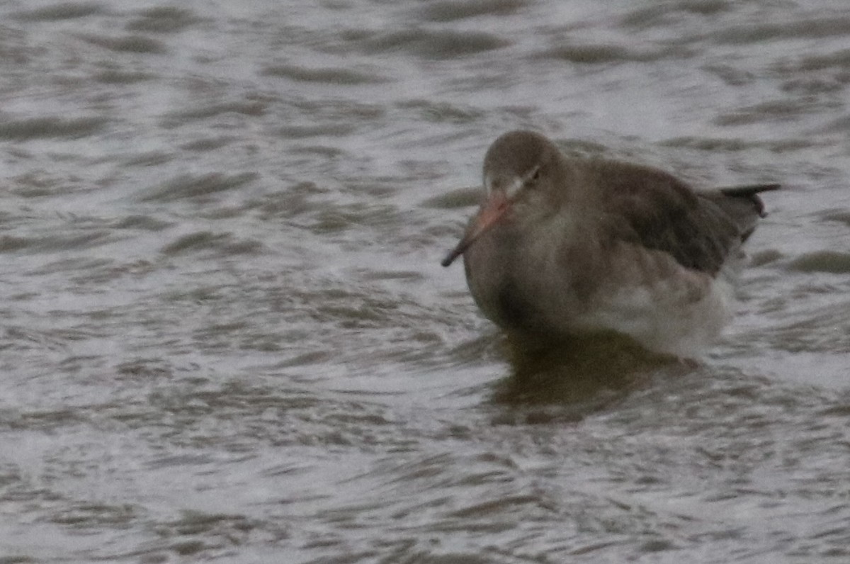 黑尾鷸 - ML643099120