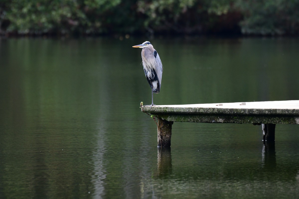 Great Blue Heron - ML643099212