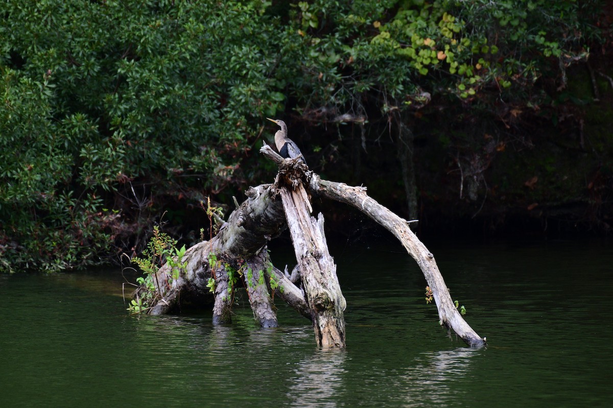 Anhinga - ML643099221