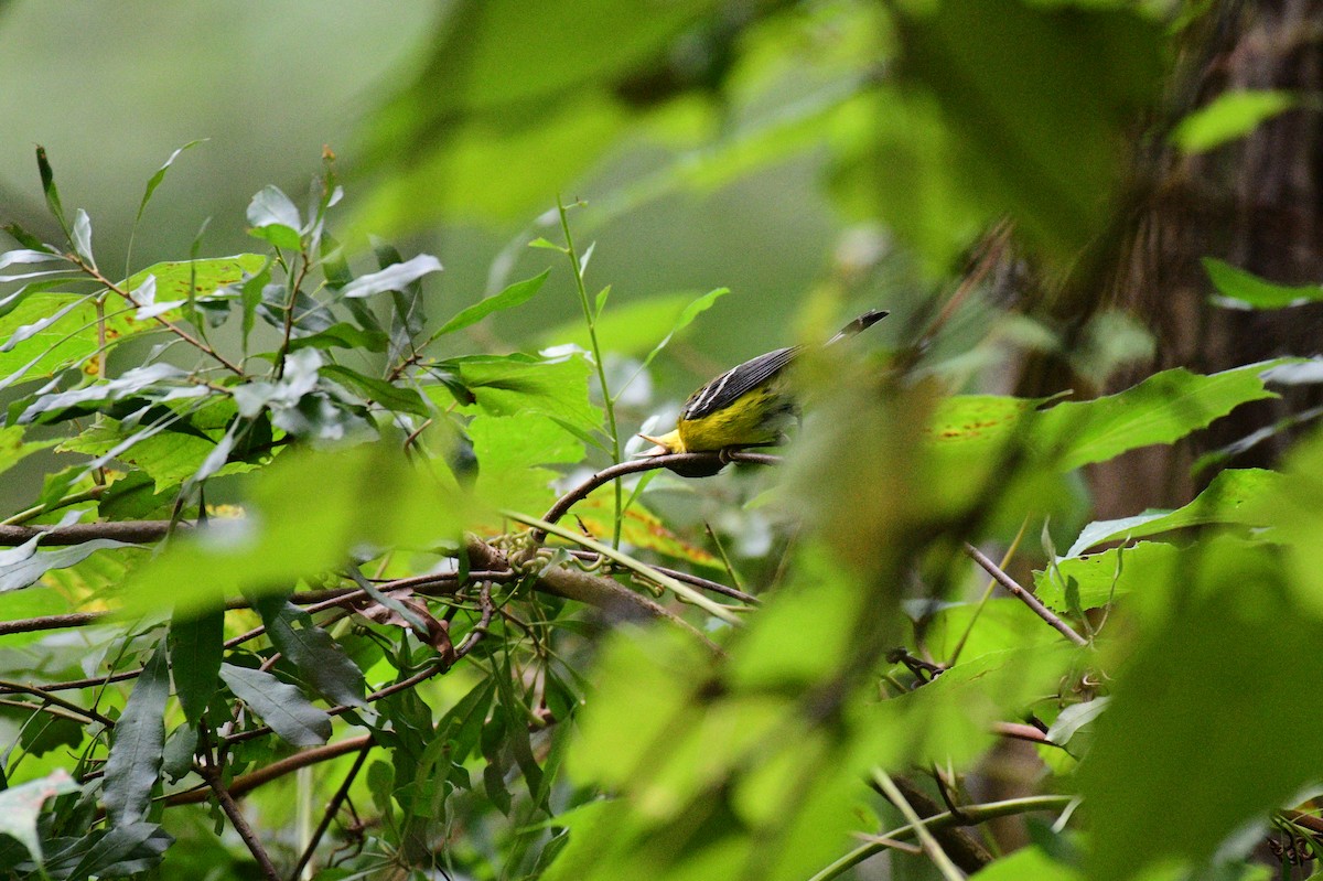 Magnolia Warbler - ML643099244