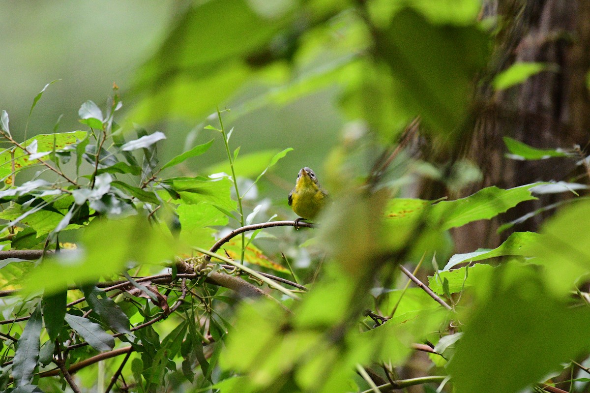 Magnolia Warbler - ML643099255