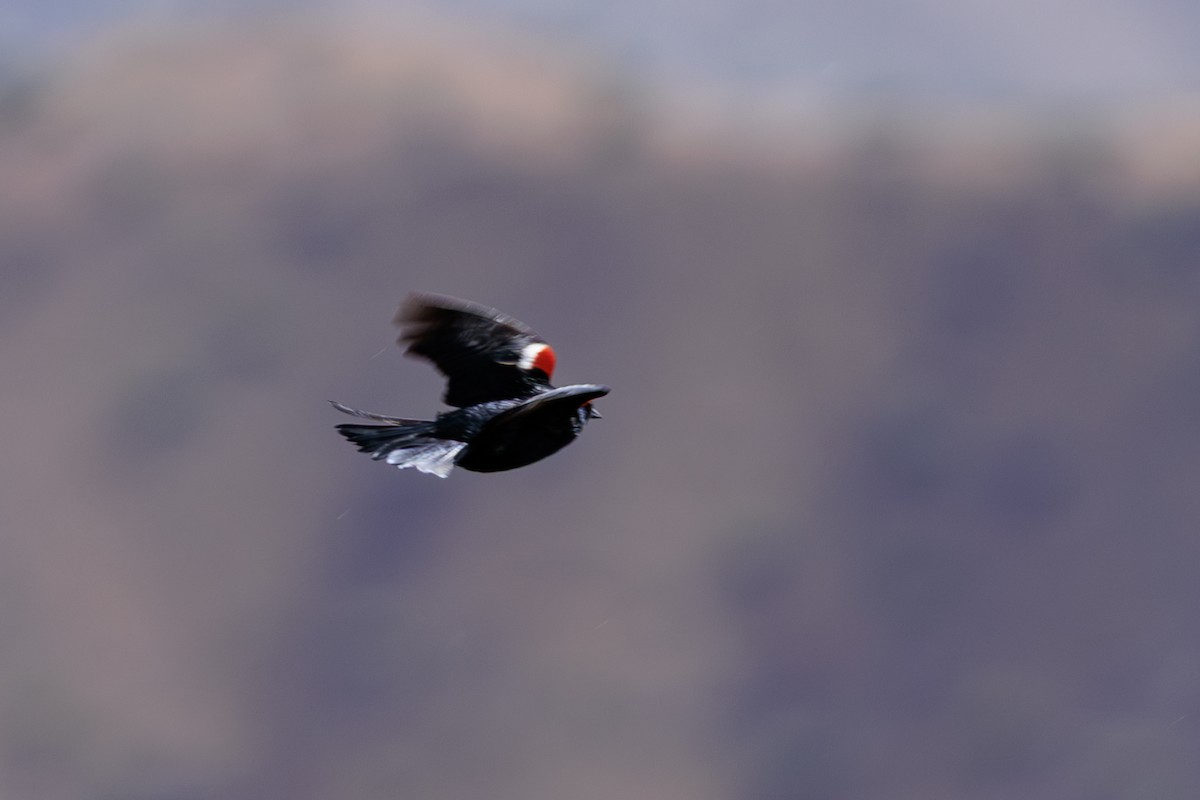 Tricolored Blackbird - ML643099258