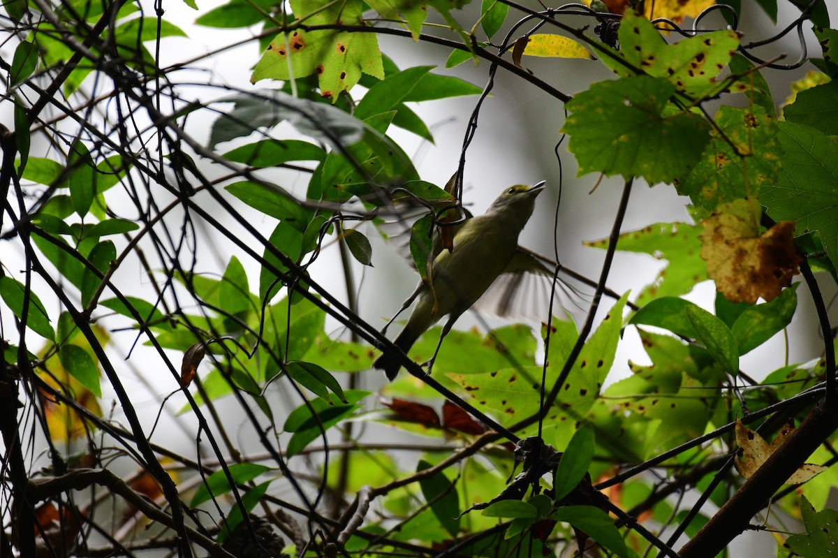 White-eyed Vireo - ML643099294