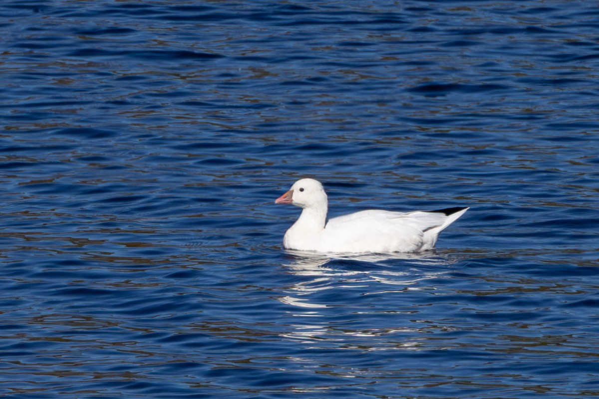 Ross's Goose - ML643099297