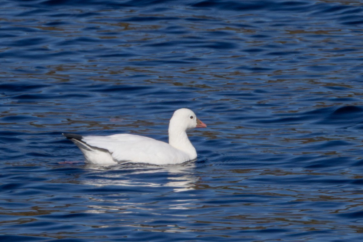 Ross's Goose - ML643099298