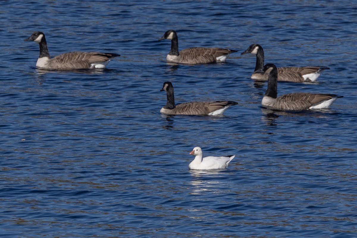 Ross's Goose - ML643099299