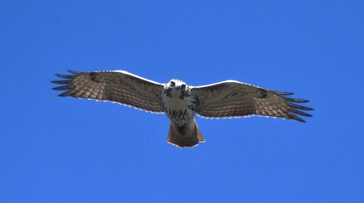 Red-tailed Hawk (borealis) - ML643099309