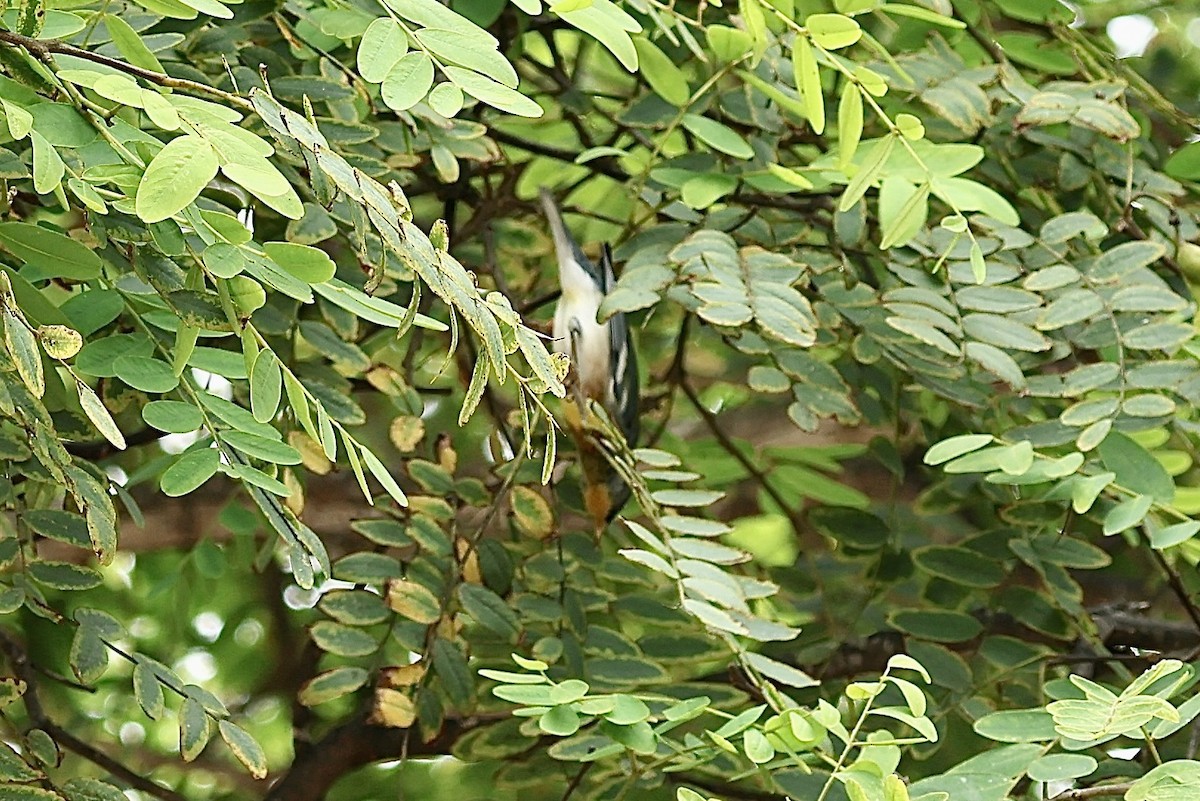 Northern Parula - ML643099315