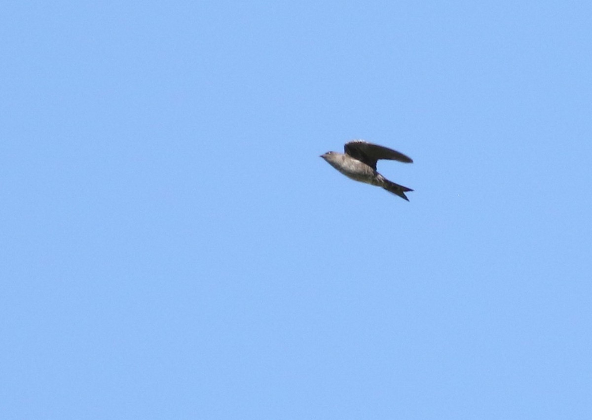 Southern Martin - ML643099345