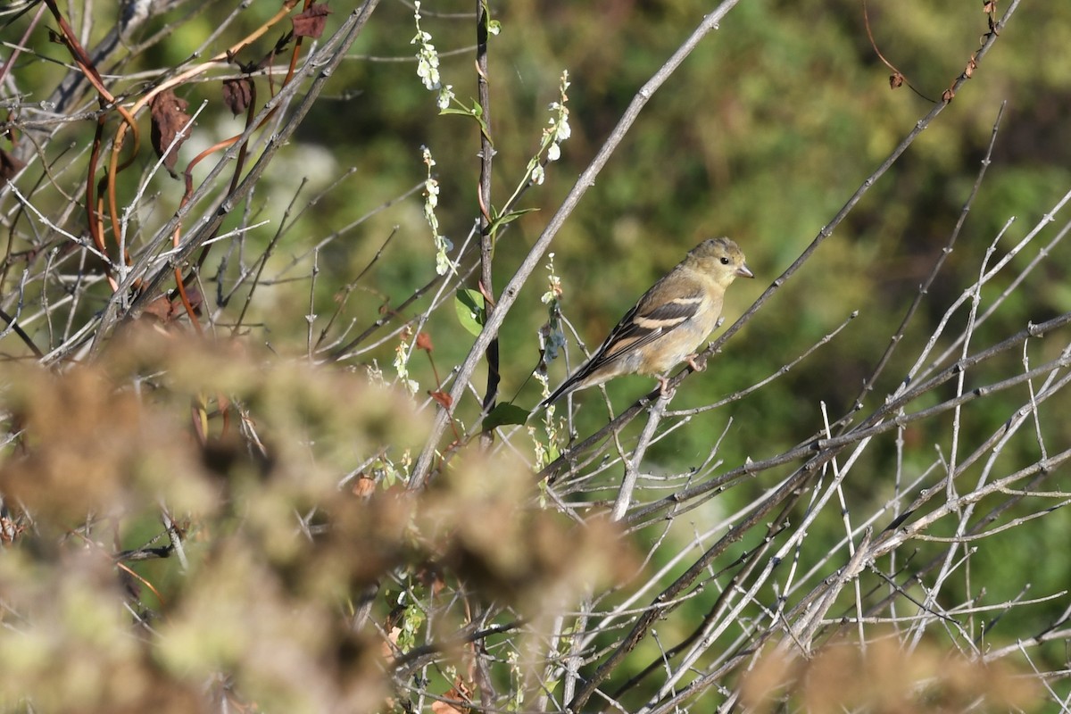 American Goldfinch - ML643099346