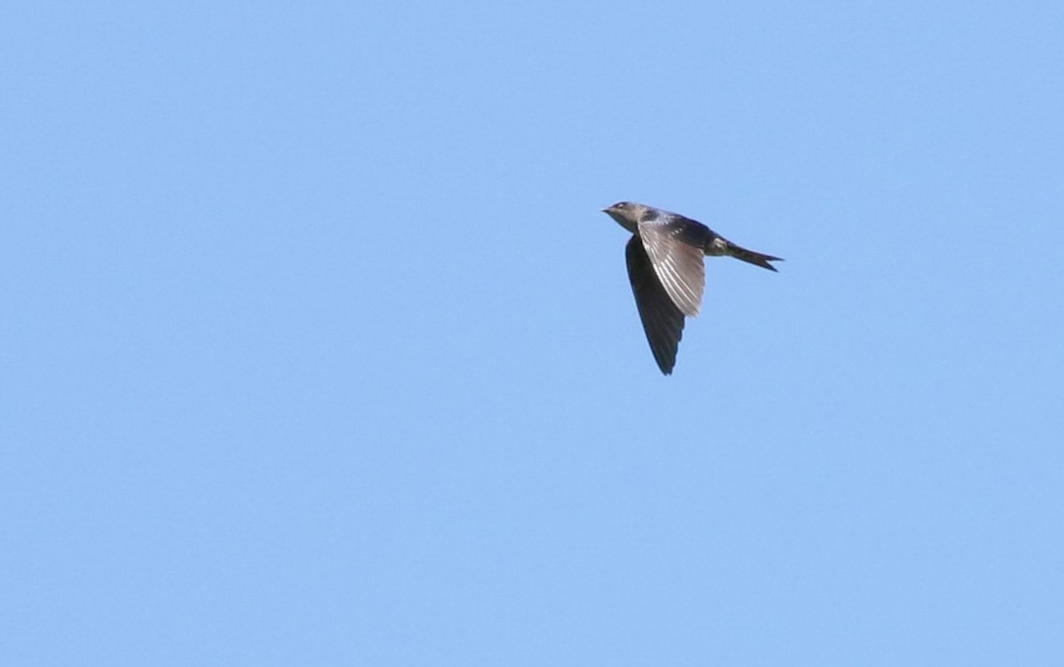 Southern Martin - ML643099348