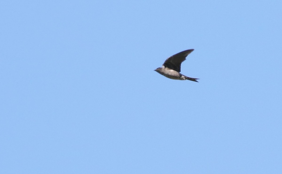 Southern Martin - ML643099350