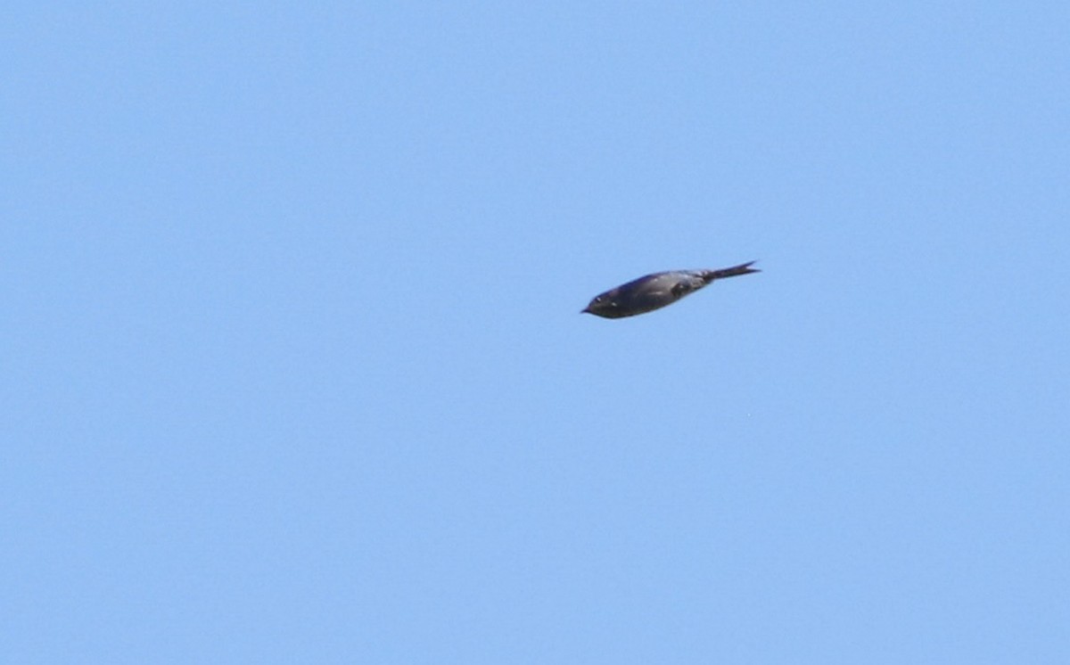 Southern Martin - ML643099351