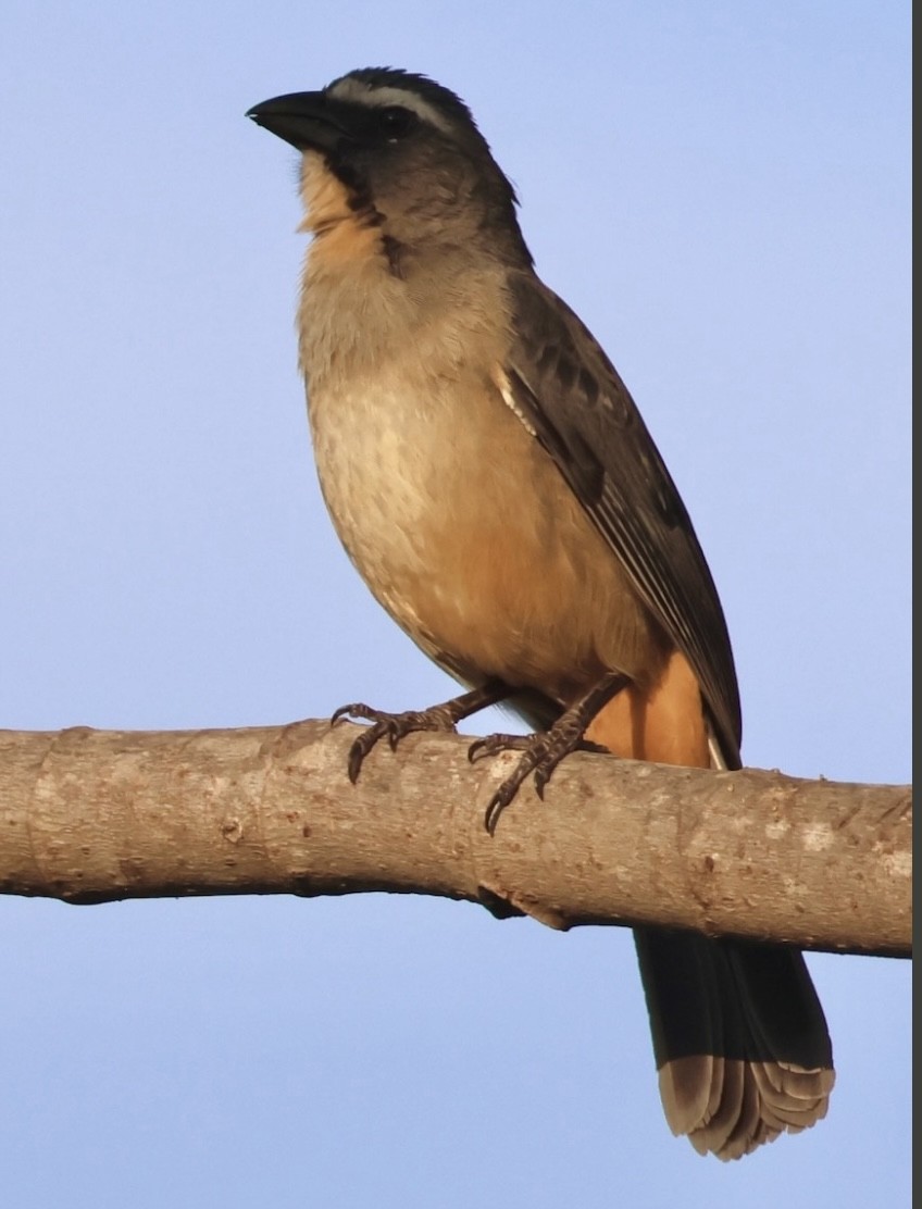 Bluish-gray Saltator - ML643099357