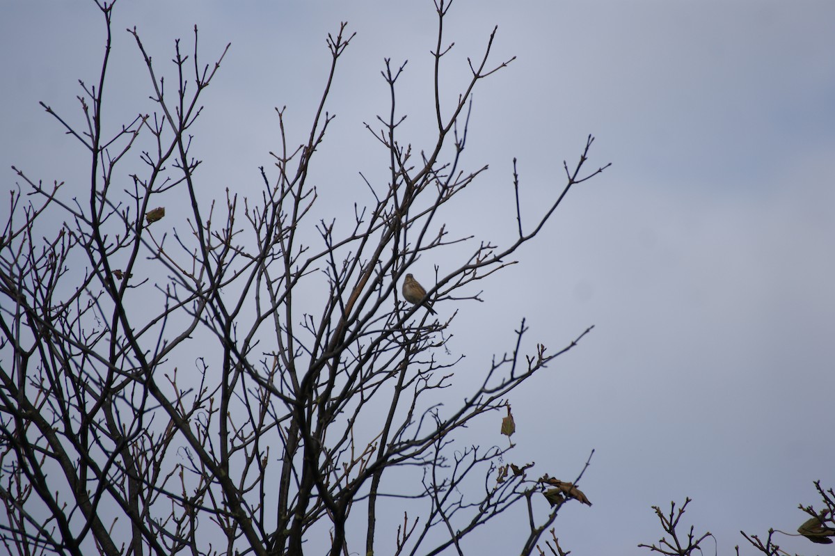 Eurasian Linnet - ML643099358