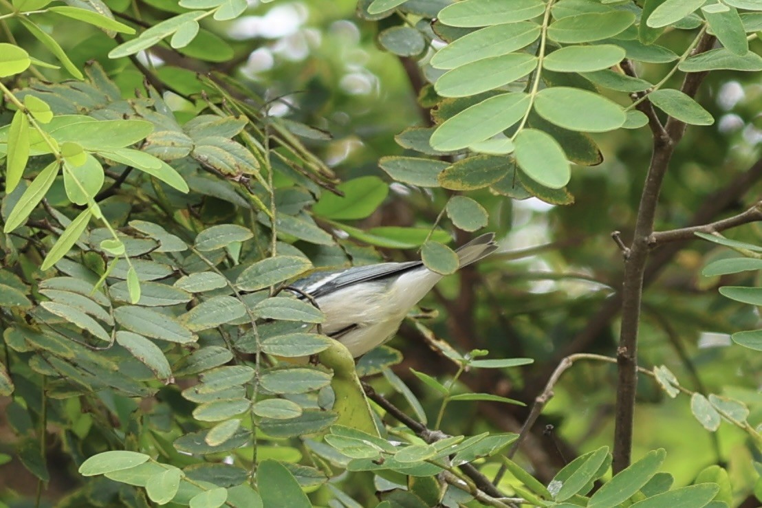 Northern Parula - ML643099380