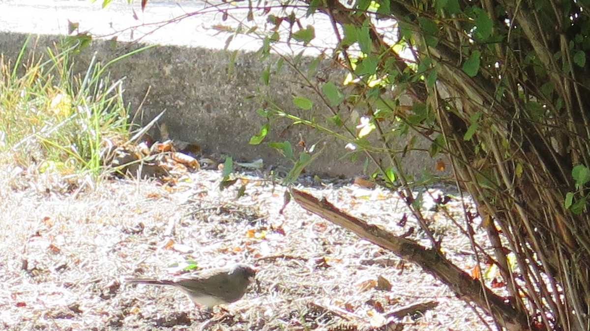 Dark-eyed Junco - ML643099395
