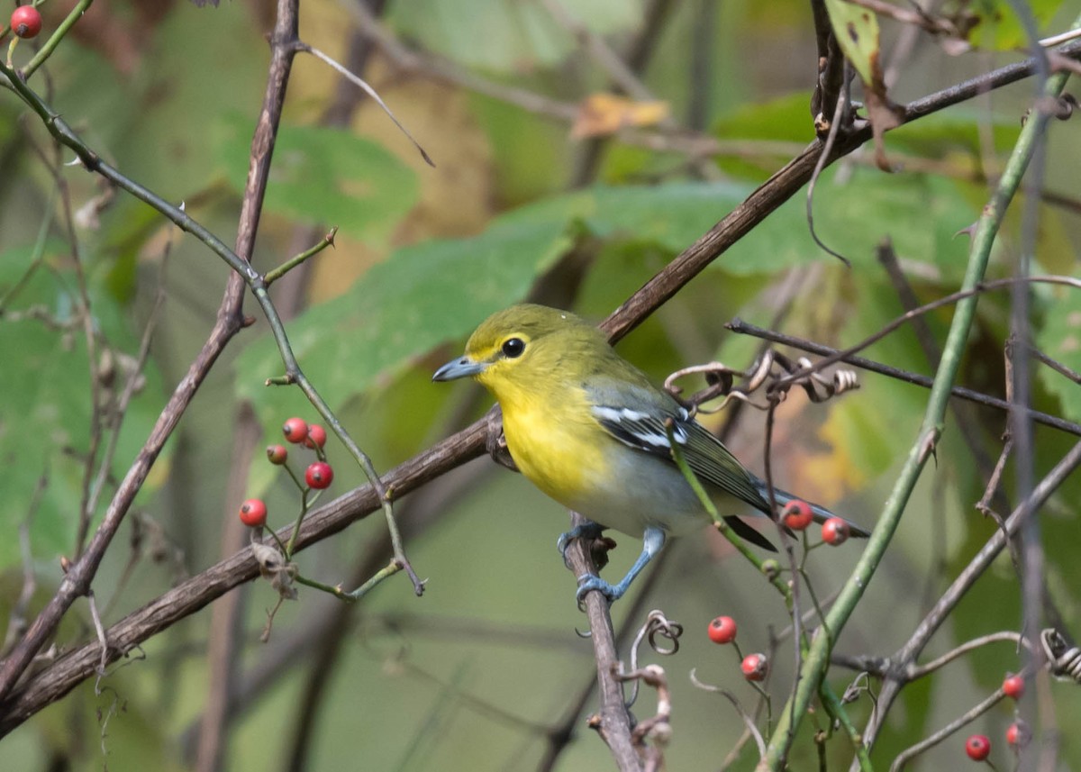 Gelbkehlvireo - ML643099409