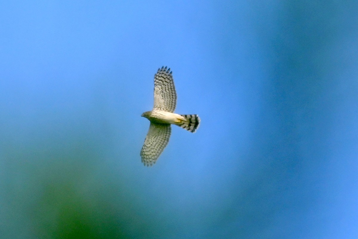 Cooper's Hawk - ML643099410