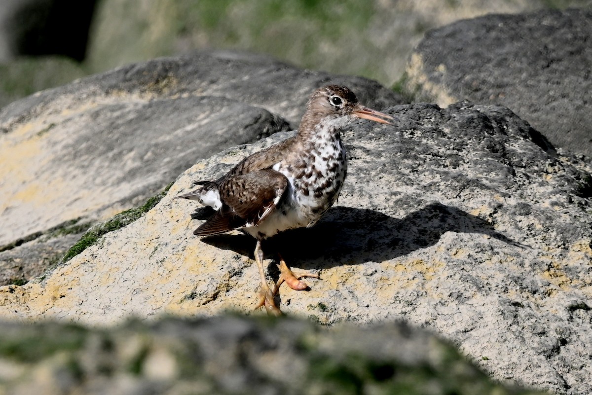 Spotted Sandpiper - ML643099413