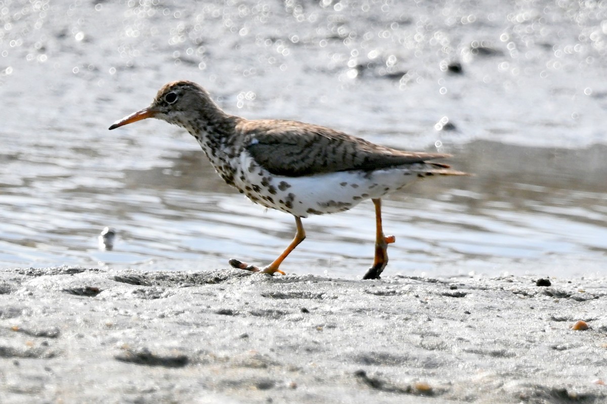 Spotted Sandpiper - ML643099414